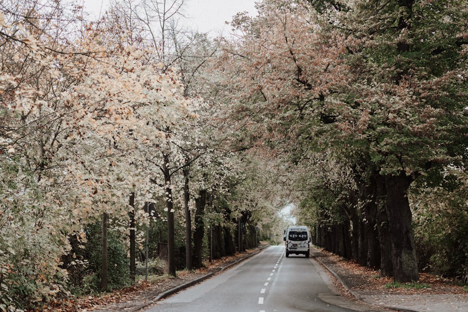 A white van parked on a residential street with a single lane in each direction, surrounded by tall trees with branches overhanging the road, covered in light pink and white blossoms during the daytime. The street surface is asphalt with a dashed white line in the center, and the van is positioned towards the background, near the horizon. The trees on both sides have thick trunks and dense foliage, creating a canopy effect, with fallen leaves scattered along the pavement edges. The scene is well-lit with natural daylight, highlighting the vibrant colors of the blooming trees. This image illustrates the typical environment encountered during home relocation or furniture transport in Kensal Green, aligning with the moving and packing process involved in house removals, as handled by Man with Van Kensal Green.