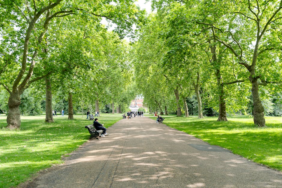 A wide, tree-lined pathway in a park area with lush green grass on both sides and tall trees with dense foliage creating shade overhead. Several people are seated on benches along the path, some appear to be resting or watching activities. In the background, a group of individuals can be seen walking or standing, possibly engaged in leisurely activities or socialising. The scene is illuminated by natural daylight, with dappled sunlight filtering through the leaves. The pathway is clear and clean, suitable for walking or light transport, and the overall environment appears peaceful and well-maintained, typical of a public park in an urban area. This setting could be part of a home relocation process where furniture and boxes are moved through public outdoor spaces, with [COMPANY_NAME] providing removals services, including logistics for furniture transport and packing during residential moves in the Kensington & Chelsea area.